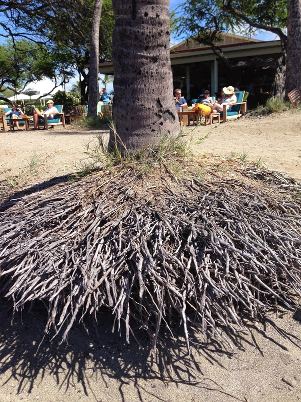 How to get rid of the fibrous roots of my palm tree? Can I