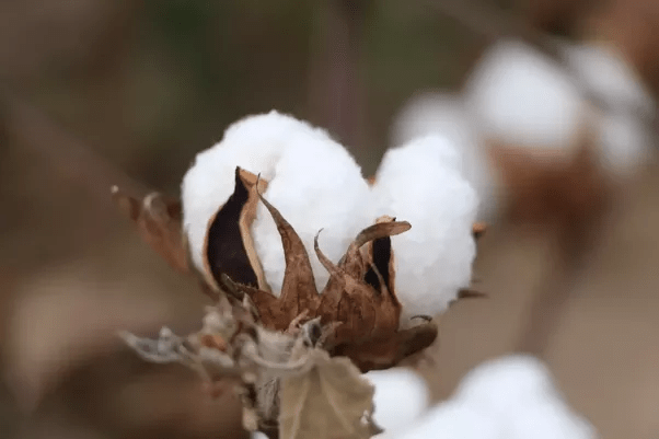 What do cotton plants look like? Do they have thorns? Quora