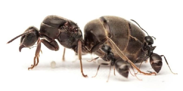 Bagaimana cara semut memilih ratu dalam koloninya? - Quora