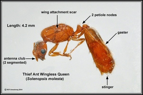 What's the best way to find a queen ant for an ant farm? Quora
