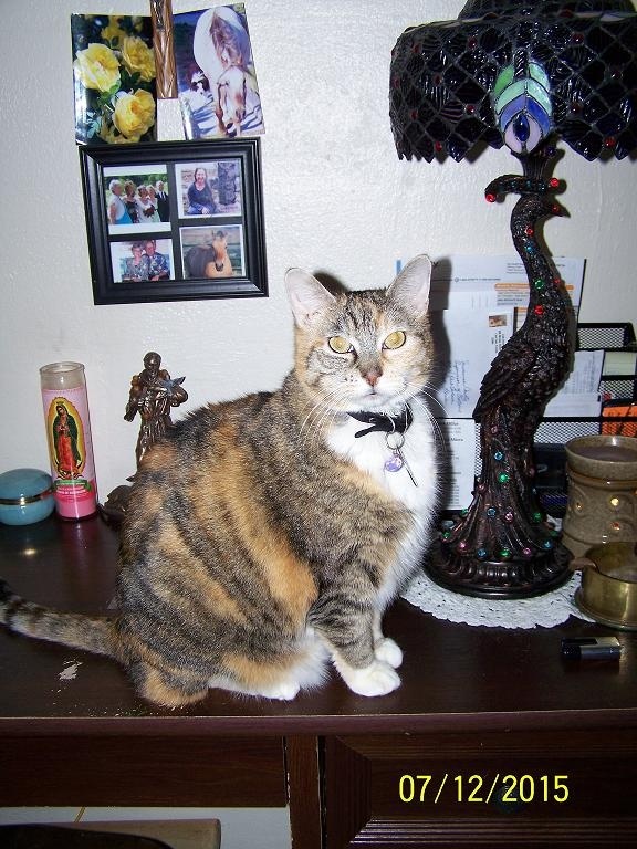 My cat doesn't mind when I rub or kiss her belly. Is that common for a