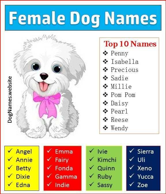 What are some good female dog names? Quora
