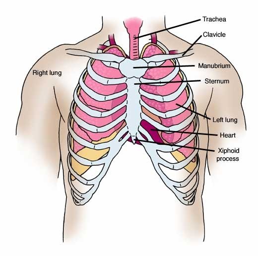 It describes the theatre of events. Does a chest X-ray view the front as well as the back of ...
