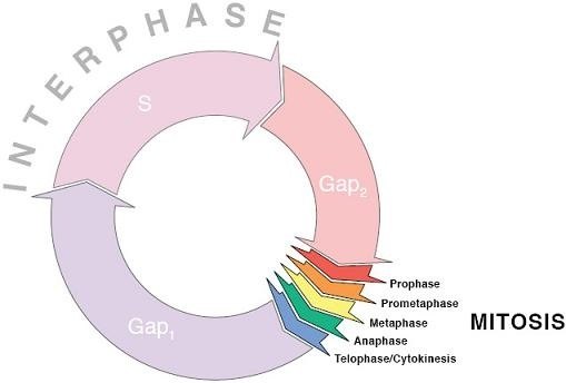 What are the phases of interphase in the cell cycle? Quora