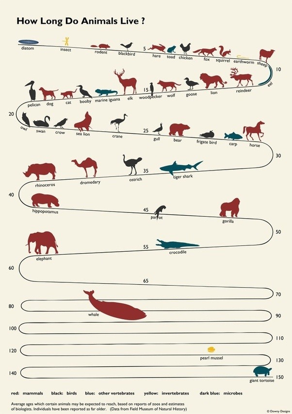 What is the average life span (of the average life span) of all living
