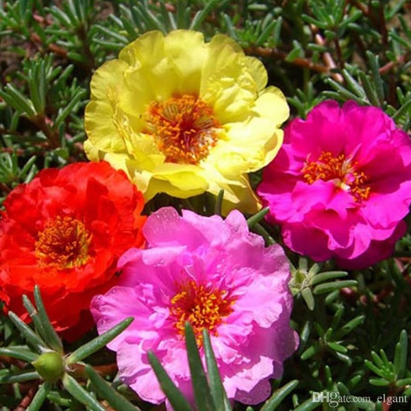 What are some creeping plant examples? Quora