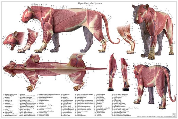 Are male African lions more muscular and have robust built than the