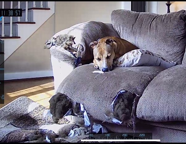 My dog tore up and ate my leather furniture, what type of furniture would be more resilient