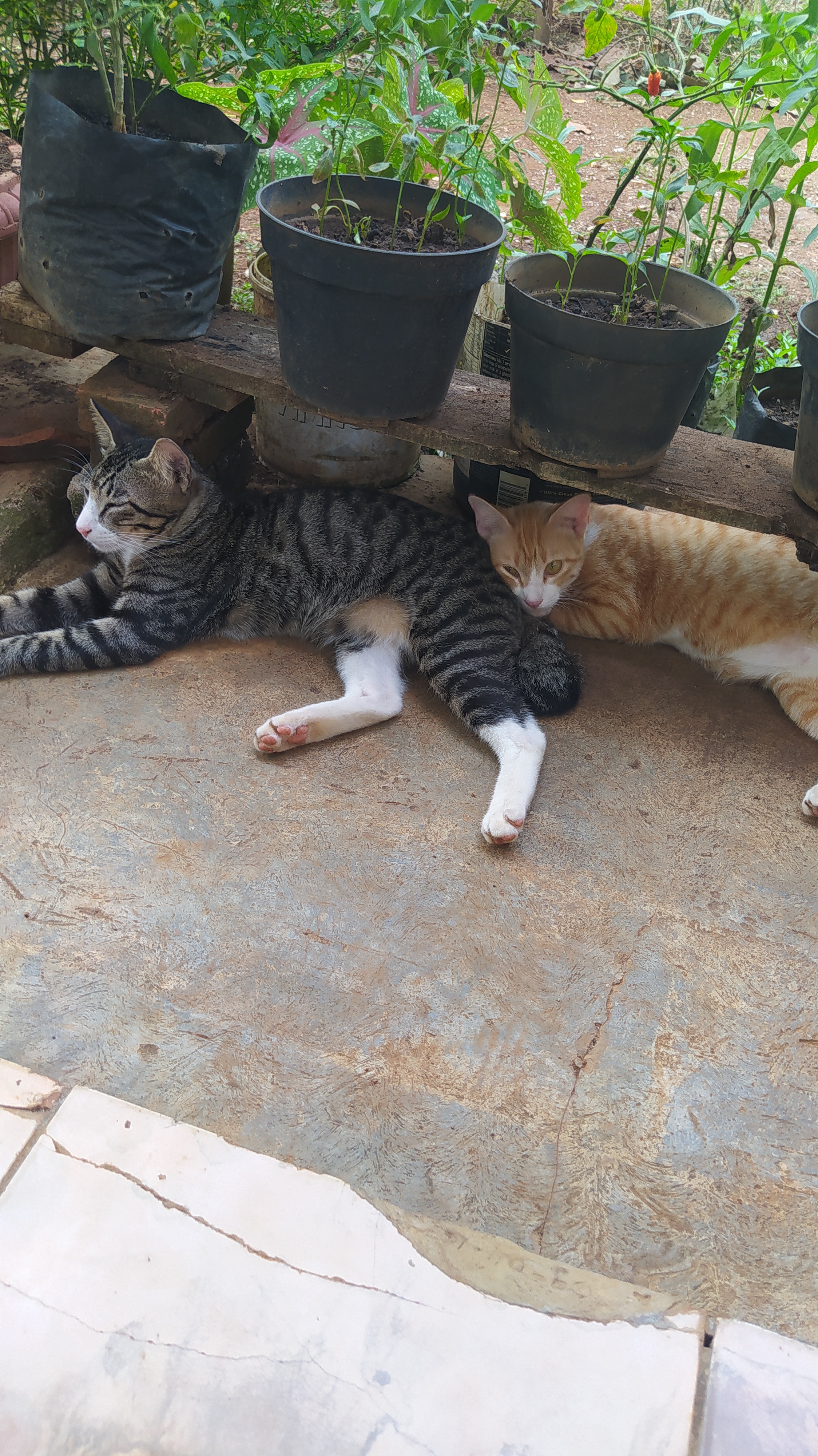 Apakah kamu pernah ditinggal mati kucing kesayangan? Bagaimana perasaanmu?  - Quora