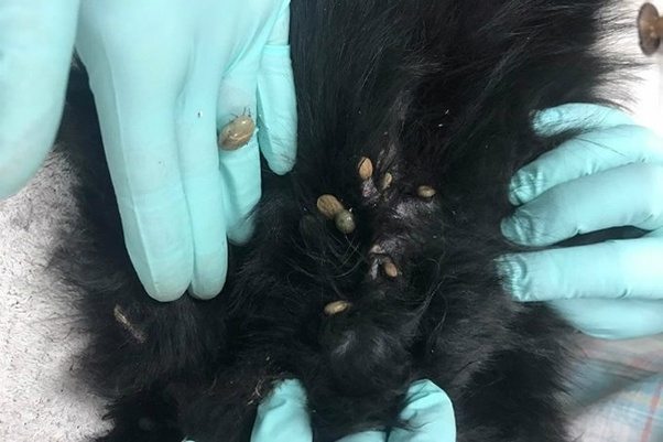 There is a hard, small black spot on my dog’s leg. What is it? Quora