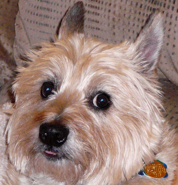 Why does my dog sometimes wag her tail and bark when she sleeps? Quora