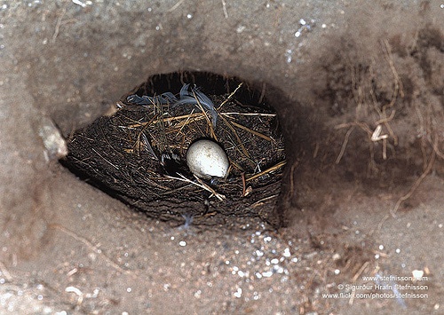 Why do birds make their nests on trees? Quora
