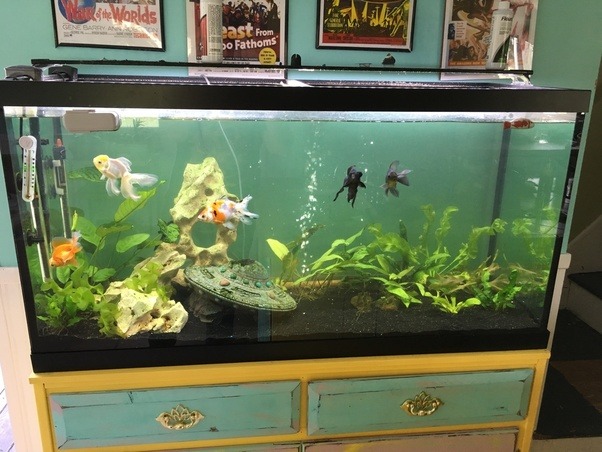 How to setup a perfect bowl for a goldfish Quora