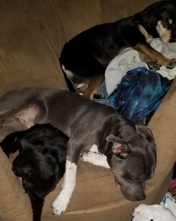 Are staffies dangerous dogs? If yes, why? Quora