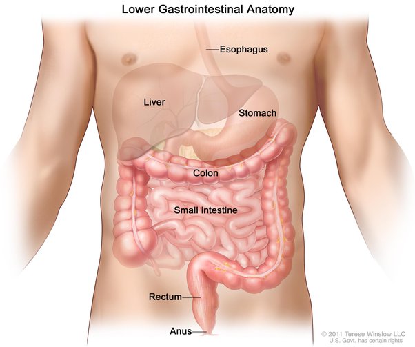 I'm Not Hungry Or In Any Pain/Discomfort But My Stomach Keeps Making Gurgling Noises, Why? - Quora