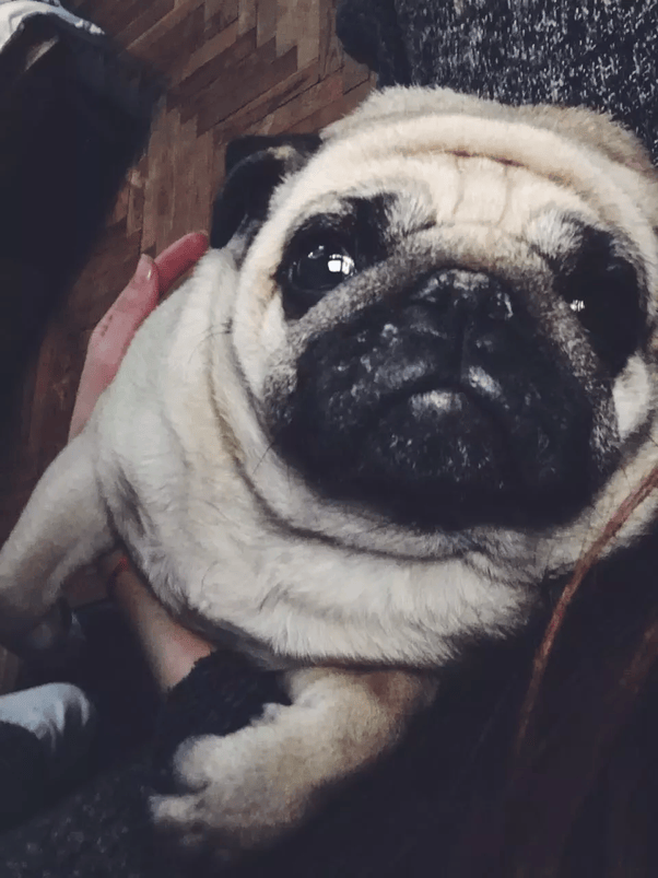 Are pugs cute? Quora