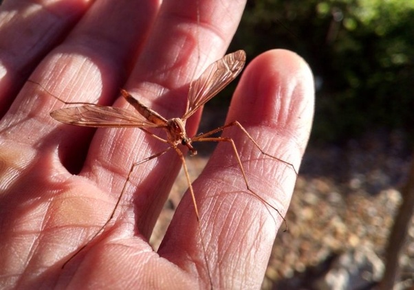 What's the name of an insect that looks like a giant mosquito, but when
