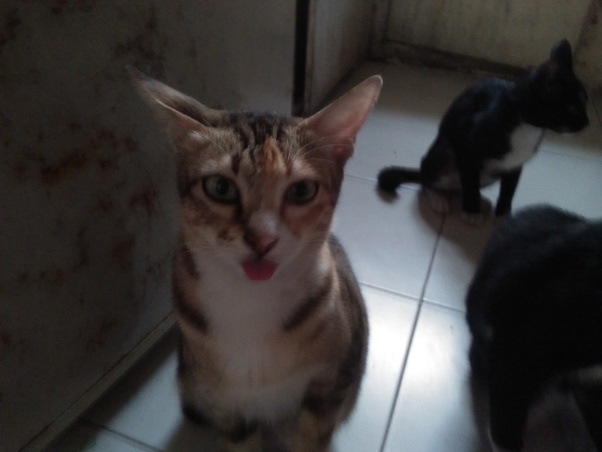 Kumpulan Hewan Hewan Lucu & Unik Kucing Lucu Takut Timun
