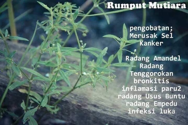 Tanamantanaman apa yang wajib atau sebaiknya ada dipekarangan rumah