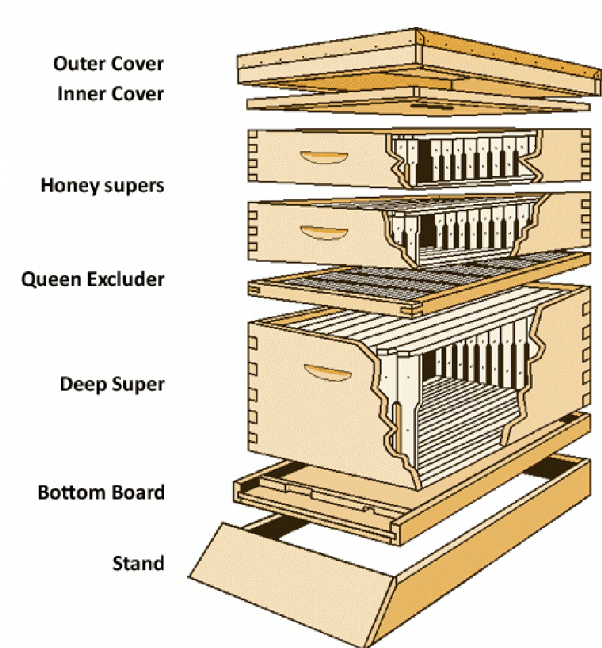 What are the different types of beehives? Quora