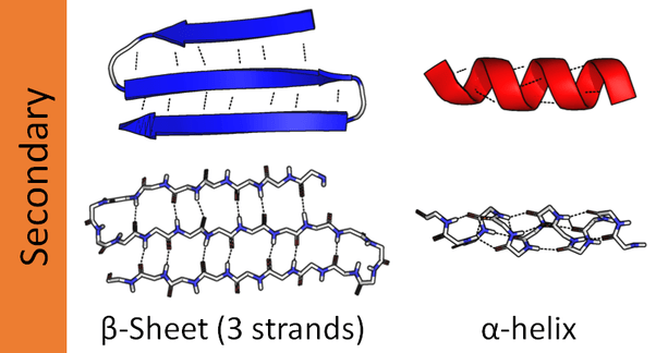 What is an example of the secondary structure of a protein? Quora