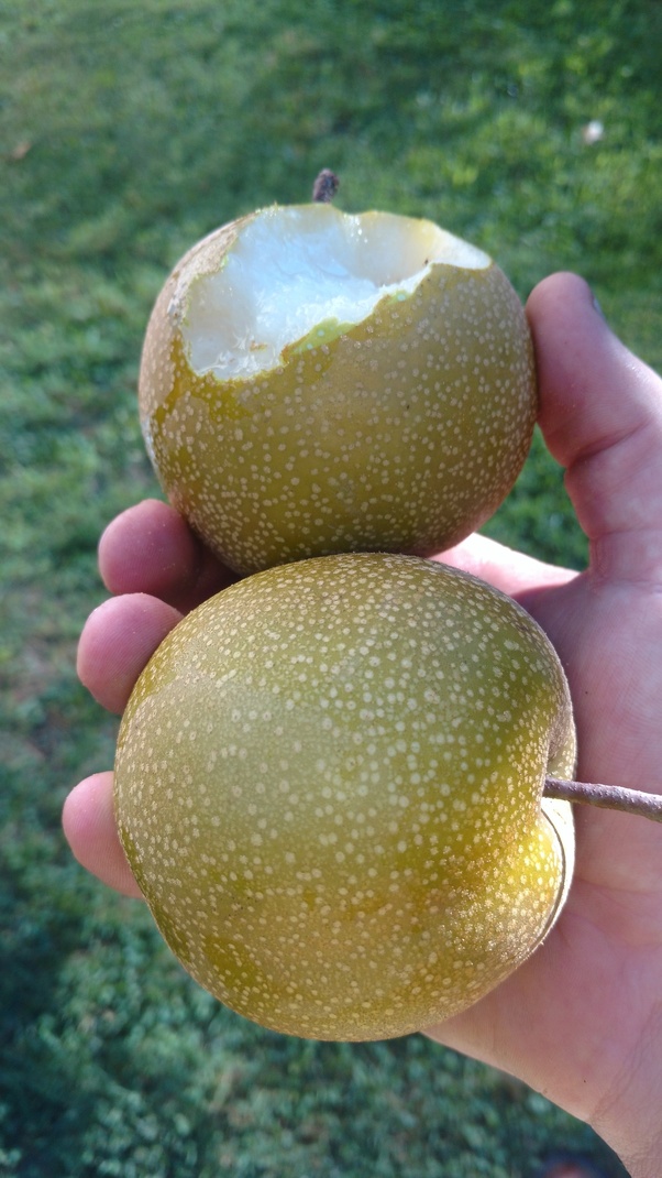 What is a fruit that is brown on the outside but white on