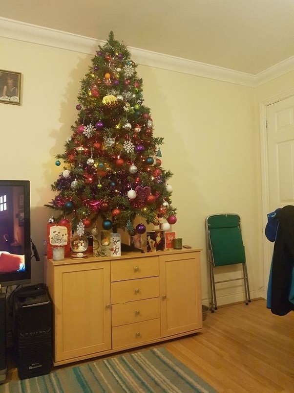 My dog pees on my Christmas tree. What can I do? Quora