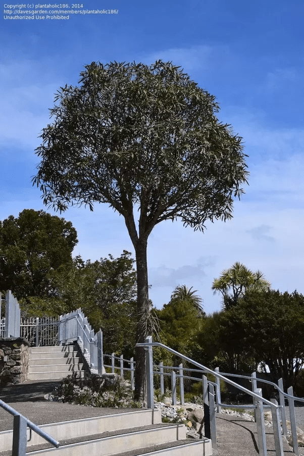 What trees are native to New Zealand? Quora