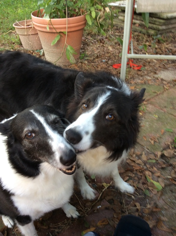 How much would you sell your dog for? Quora
