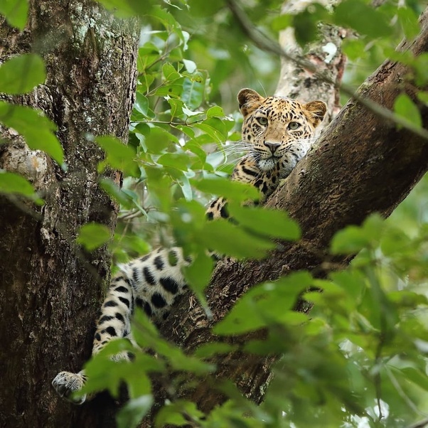 Which zones should I visit in Jim Corbett? Quora