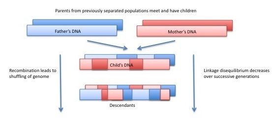 What is linkage equilibrium? Quora