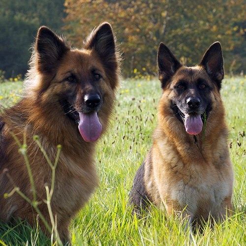 How to identify a pure breed of German shepherd among mix
