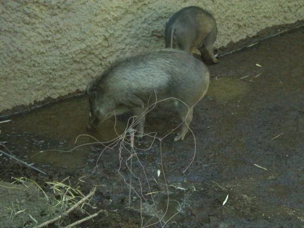 Do wild pigs attack humans? Quora