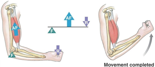 When I do a bicep curl I notice that at various points of the curl the