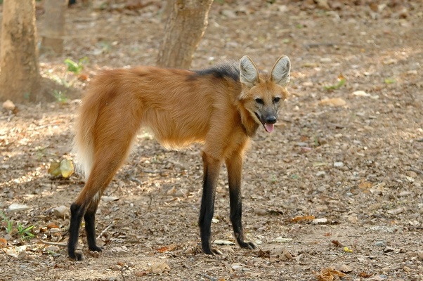 What are some animals whose names don't accurately describe them? For