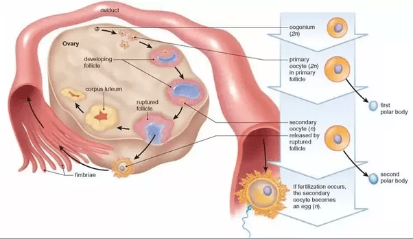 What is released from the ovary secondary oocyte or ovum? Quora