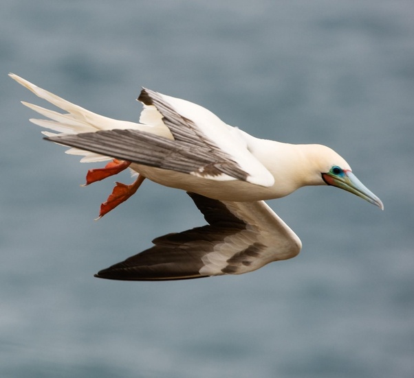Why is it important to keep birds alive? Quora