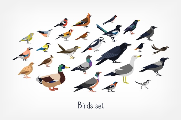 Which animal has the highest average body temperature? Quora