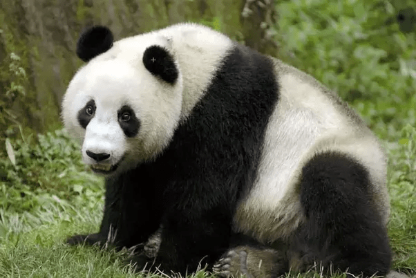 How much does it cost to buy a panda? Quora