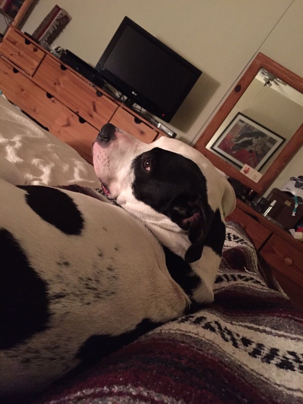 Is it OK for your tiny poodle puppy to sleep in bed with you? Quora