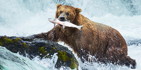 Is there a difference between a predator and a carnivore? Quora