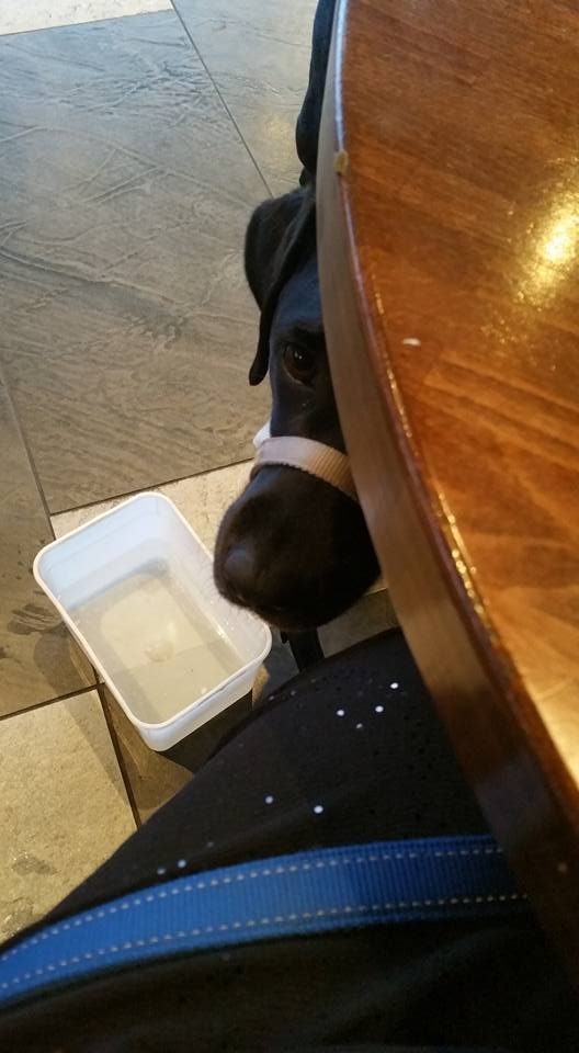 Is my dog depressed if he is obsessed with food? Quora