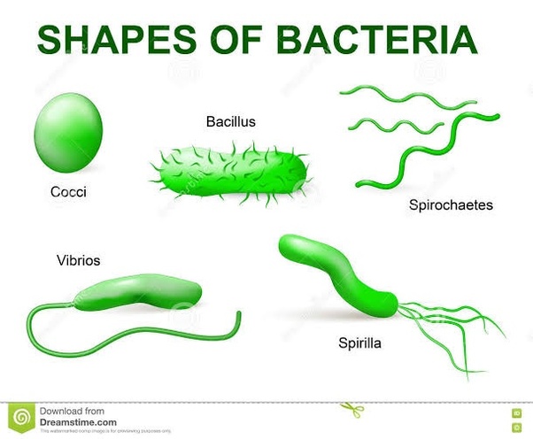 What are the types of bacteria according to shape? Quora