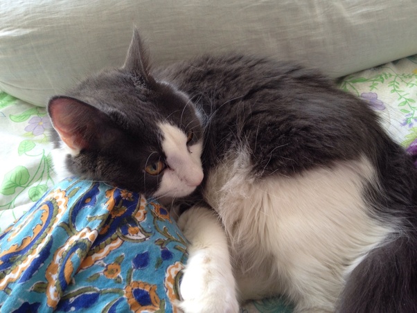 Why are cats so aloof of its owner? Quora