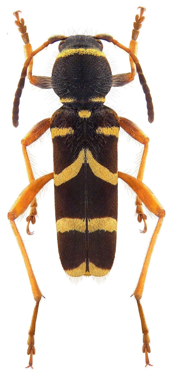 It is an insect, and the first part of its name is the name of another