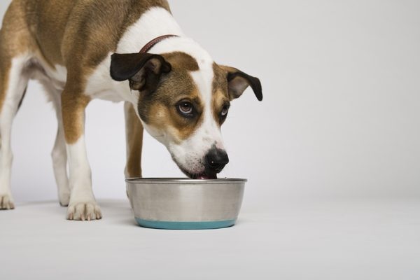 How much water does a 50lb dog drink every day? Quora