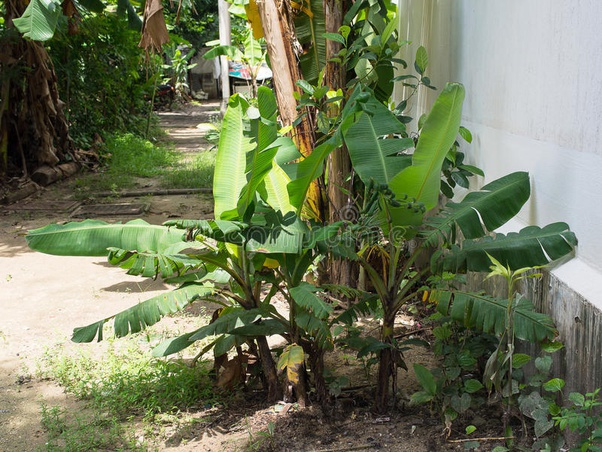 Are plantains keto? Quora