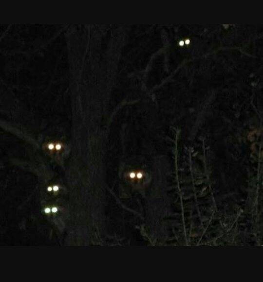 Why do the eyes of the animals shine at night? Quora