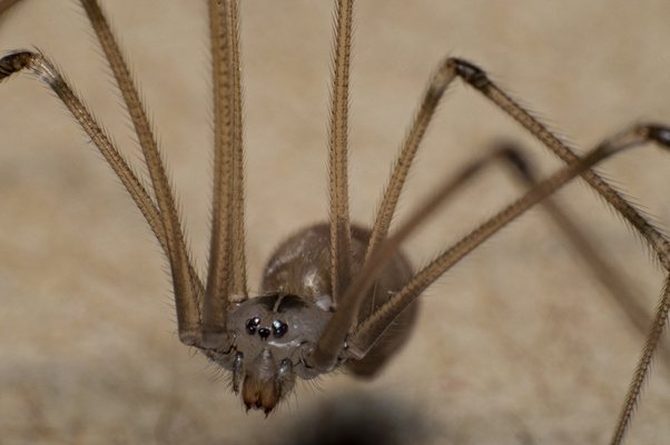 Can Daddy Longlegs spiders bite? Quora