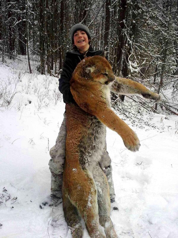 Who would win in a fight between a Tibetan mastiff and a